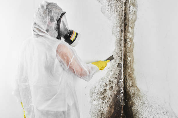 Best Basement Mold Remediation in Pickens, MS