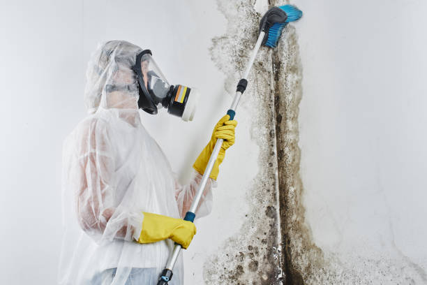 Best Health and Safety Mold Remediation in Pickens, MS