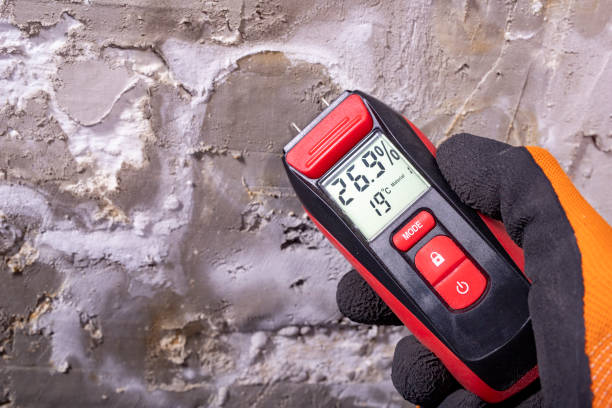 Best Basement Mold Remediation in Pickens, MS