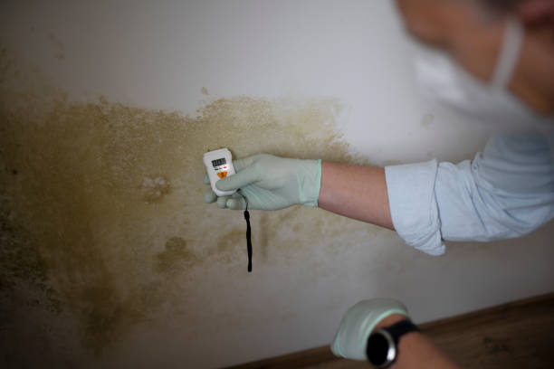 Best Post-Flood Mold Remediation in Pickens, MS